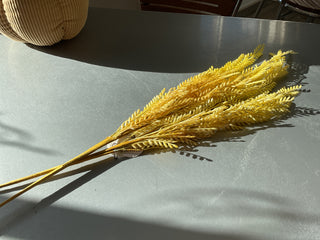 Fall Colored Oat Branches