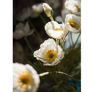 Silk Common Poppy Flower Stem in Pink or White 22" Tall
