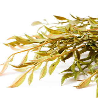 Smilax Willow Leaf Artificial Greenery and Filler | 19” Stem