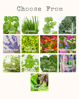 Glass Jar Semi-Hydroponic Garden Kit