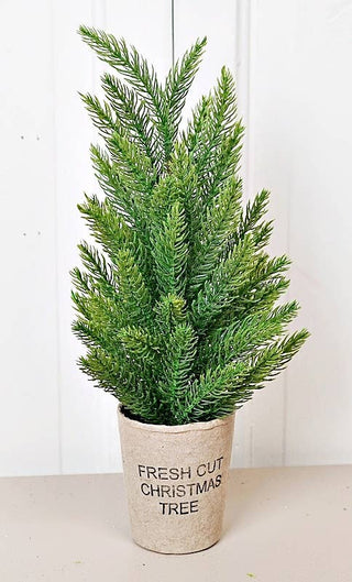 14in Fresh Cut Spruce Pine Tree